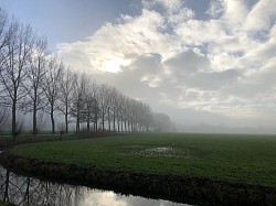 Rijbomen